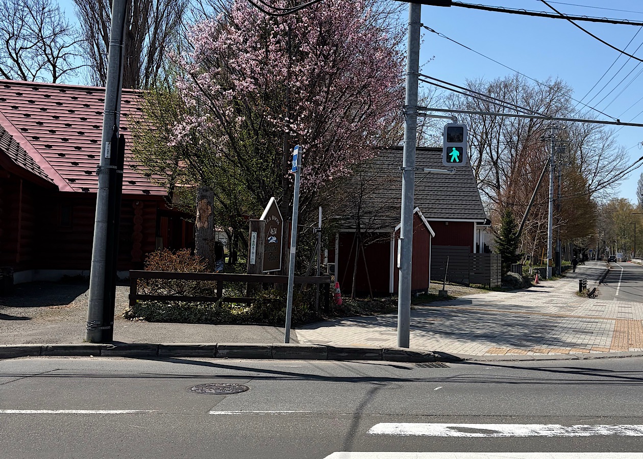 北海道札幌の市街地にポツンと佇む桜の木