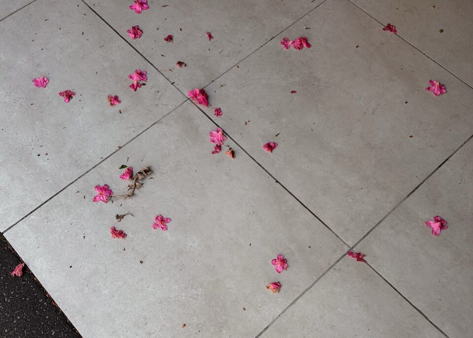 グレーの床に濃いピンクの花びらが散らばってる